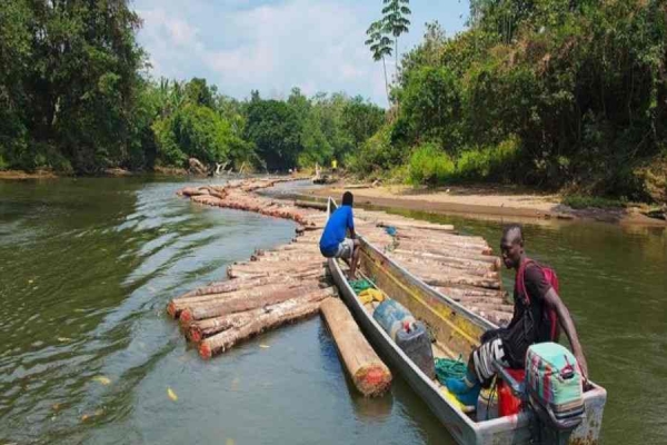 Deforestan Ecuador para construir palas eólica, la AEE afirma que «la madera balsa es autosostenible»
